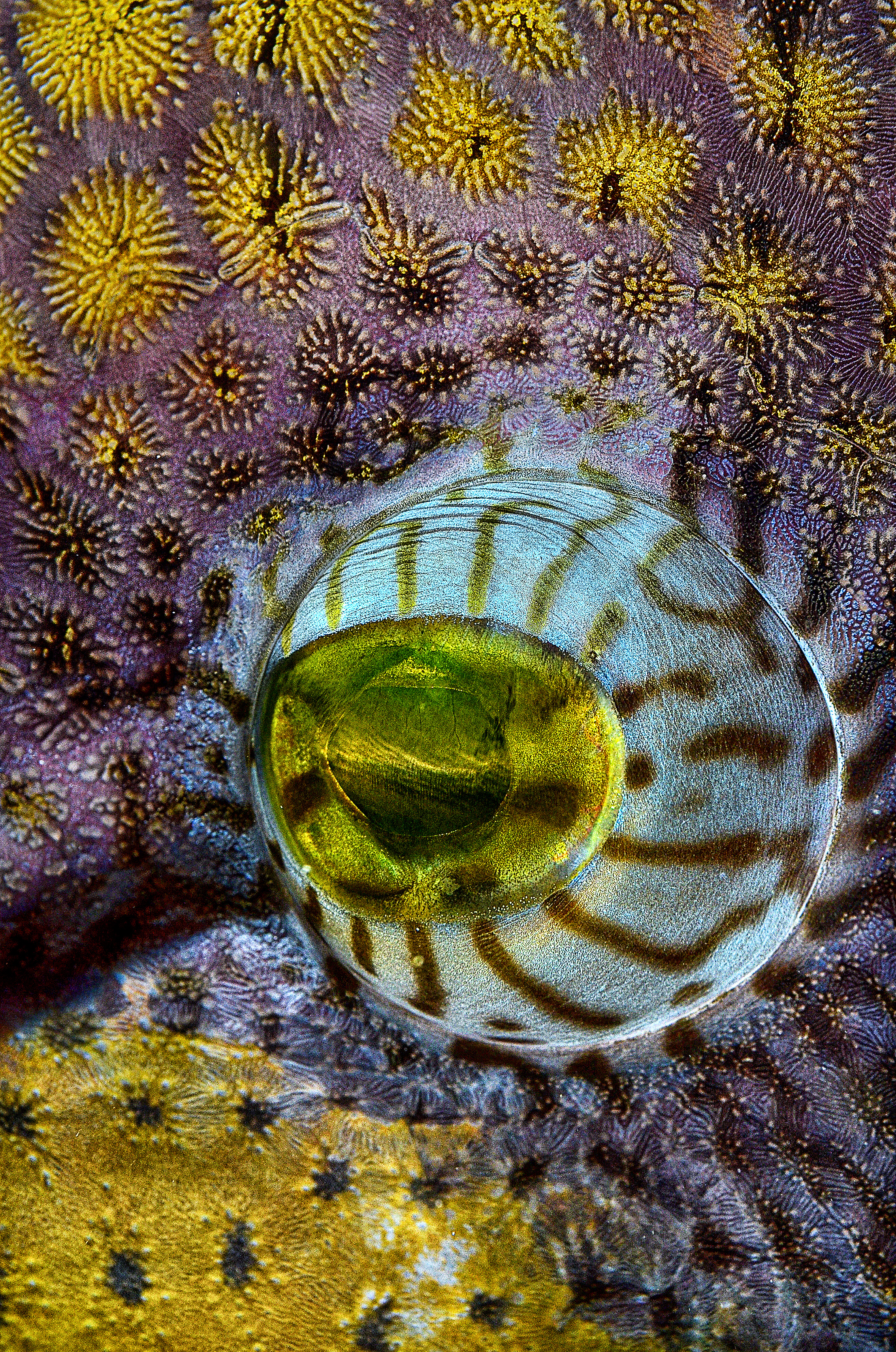 Triggerfish eye